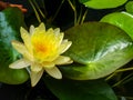 Beautiful shades of soft bright yellow lotus or water lily flower blooming among abundance green leaves and black water background Royalty Free Stock Photo