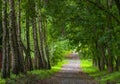 Beautiful shady road in the park