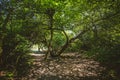 Beautiful shady trails in the forest