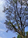 beautiful shady tree view from below