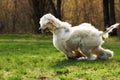 Beautiful shaggy dog breed Afghan in the summer frolicking on th