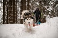 beautiful shaggy sled dog walk at snowy trail and looking at camera. Royalty Free Stock Photo