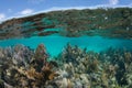 Shallow Coral Reef in the Caribbean Sea Royalty Free Stock Photo