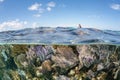 Beautiful, Shallow Coral Reef in the Caribbean Sea Royalty Free Stock Photo