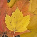 Beautiful shallow depth of field macro image of colorful Autumn