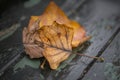 Beautiful shallow depth of field macro image of colorful Autumn