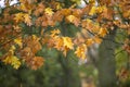 Beautiful shallow depth of field macro image of colorful Autumn
