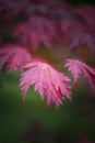Beautiful shallow depth of field macro image of colorful autumn