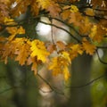 Beautiful shallow depth of field macro image of colorful autumn