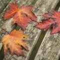 Beautiful shallow depth of field macro image of colorful Autumn