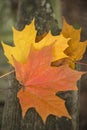 Beautiful shallow depth of field macro image of colorful Autumn