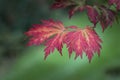 Beautiful shallow depth of field macro image of colorful Autumn