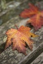 Beautiful shallow depth of field macro image of colorful Autumn