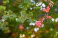 Beautiful, shallow depth of field, red leaves on branch in autumn background.