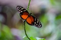 Beautiful shallow focus shot of a tiger longwing butterfly on a green branch Royalty Free Stock Photo