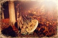 Beautiful shamanic girl playing on shaman frame drum in the nature, old photo effect. Royalty Free Stock Photo