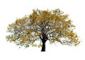 Beautiful shape of Autumn tree isolated on white background.