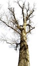 Big Leafless dead tree isolated on white background.