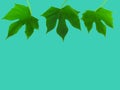 Beautiful shape of green leaves isolate on mint background. Cli Royalty Free Stock Photo