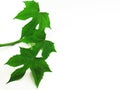 Beautiful shape of green leaves isolate on white background. Royalty Free Stock Photo