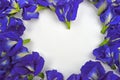 Blue butterfly pea flower frame of white heart Royalty Free Stock Photo