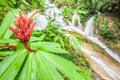 Beautiful shape of wild ginger in front of a waterfall blurred background, group of red ants on wild ginger flower. Natural spring Royalty Free Stock Photo