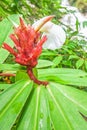 Beautiful shape of wild ginger in front of a waterfall blurred background, group of red ants on wild ginger flower. Natural spring Royalty Free Stock Photo