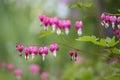 Beautiful shapes Bleeding Heart flower Dicentra spectabilis Royalty Free Stock Photo