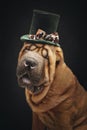 Beautiful shar pei puppy in hat