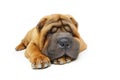 Beautiful shar pei puppy