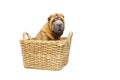 Beautiful shar pei puppy in basket