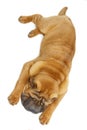 Beautiful shar pei puppy sleeping