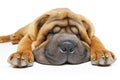 Beautiful shar pei puppy sleeping