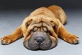 Beautiful shar pei puppy sleeping