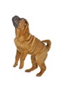 Beautiful shar pei puppy