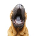 Beautiful shar pei puppy yawning