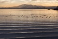Beautiful and sharp water ripples on Trasimeno lake Umbria, Italy at sunset, with ducks and distant hills Royalty Free Stock Photo