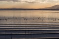 Beautiful and sharp water ripples on Trasimeno lake Umbria, Italy at sunset, with ducks and distant hills Royalty Free Stock Photo