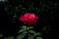 Pink Rose with blur background Royalty Free Stock Photo