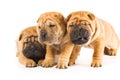 Hermoso shar-pei cachorros 