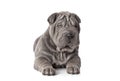 Beautiful sharpei puppy Royalty Free Stock Photo