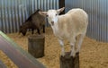 Beautiful sheep at the Brisbane zoo, Australia