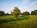 Beautiful sheep field Royalty Free Stock Photo