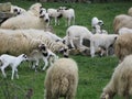 Beautiful sheep grazing in the field happy to be free