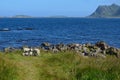 Beautiful sheep grazing near blue summer ocean Royalty Free Stock Photo