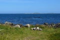 Beautiful sheep grazing near blue summer ocean Royalty Free Stock Photo