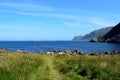 Beautiful sheep grazing near blue summer ocean Royalty Free Stock Photo