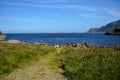 Beautiful sheep grazing near blue summer ocean Royalty Free Stock Photo