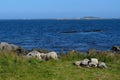 Beautiful sheep grazing near blue summer ocean Royalty Free Stock Photo