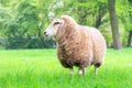 Beautiful sheep